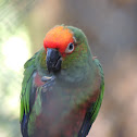 Golden-Capped Parakeet