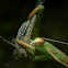 mantis
