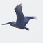 pelican
