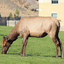 Elk