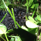 Giant Leopard Moth (caterpillar)
