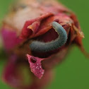 Sawfly larva