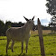 Donkey