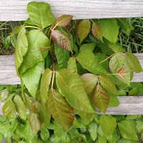 Dangerous Plants of South Eastern USA