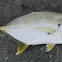 Yellow Jack