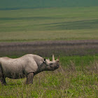 Black Rhinoceros