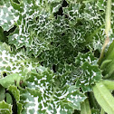 Variegated thistle