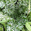 Variegated thistle