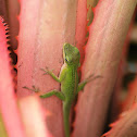 Carolina anole