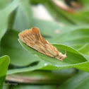 Moth