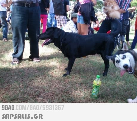 GAG COM/GAG/5931367 
