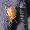 Orange Shield Bug