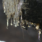 Pine tree resin