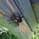 Bald-faced hornet