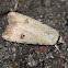 Green Cutworm Moth