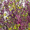 Western Redbud tree