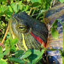 Red-eared Slider
