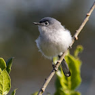 Blue-gray Gnatcatcher