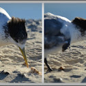 Lesser Crested Tern (juvenile)