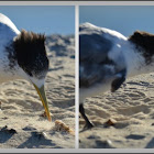 Lesser Crested Tern (juvenile)