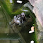 Common Frog
