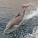 Indian humpback dolphin