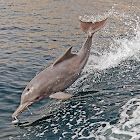 Indian humpback dolphin