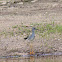 common snipe