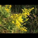 Goldenrod