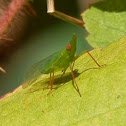 Dictyopharid Planthopper