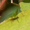 Dictyopharid Planthopper