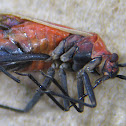 Plant Bug
