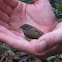 Woodcreeper