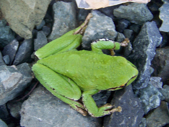 Spotting Image 1
