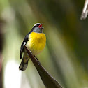 Bananaquit
