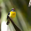 Bananaquit