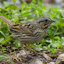 Lincoln's Sparrow