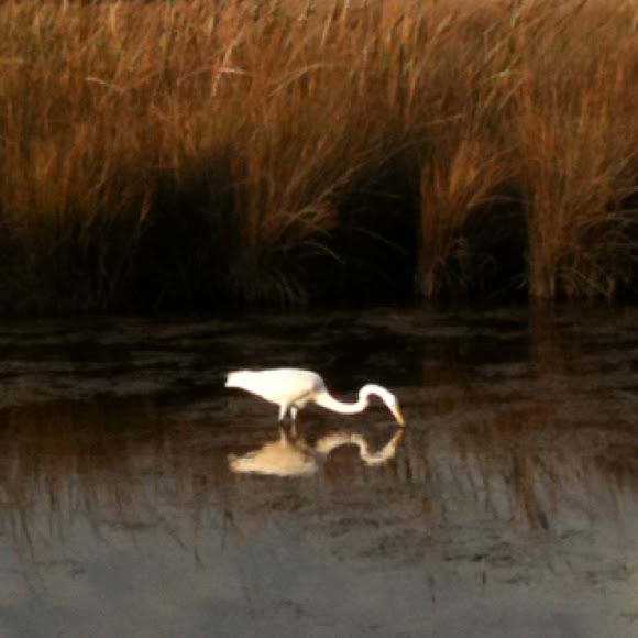 Spotting Image 1
