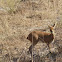 Steenbok