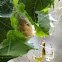 Green Lynx Spider (sac)