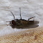 Lesser House-fly