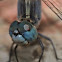 Blue Dragonfly