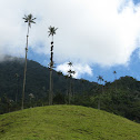 Wax palm tree