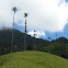 Wax palm tree