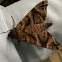 Sphinx Moth