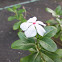Madagascar Periwinkle