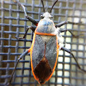 Bordered Plant Bug