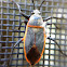 Bordered Plant Bug
