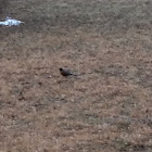 Northern Oriole