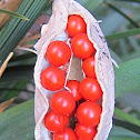 Stinking Iris